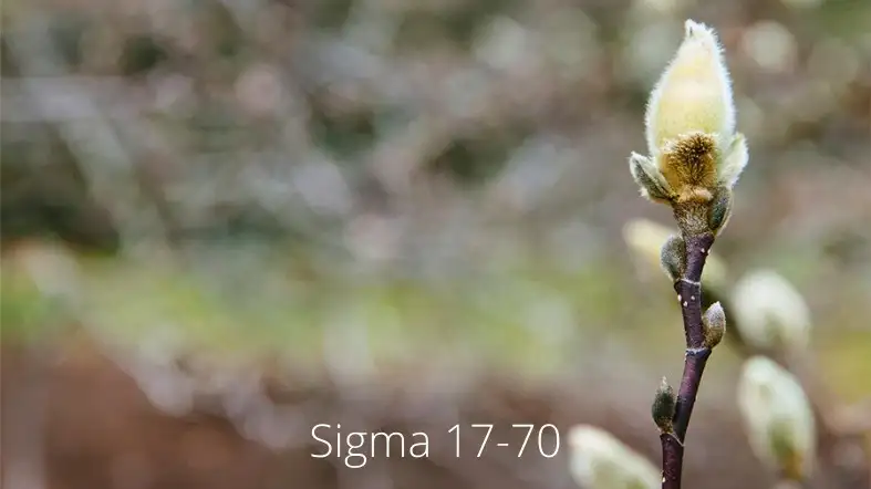 Sigma 17-70 Focusing