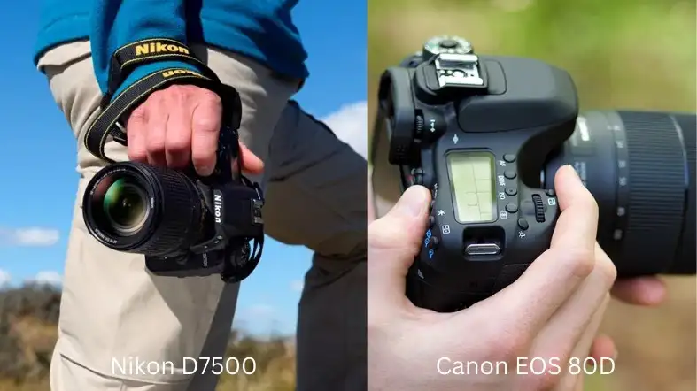 Is Both Camera Suitable For Beginners: Nikon D7500 Or Canon EOS 80D